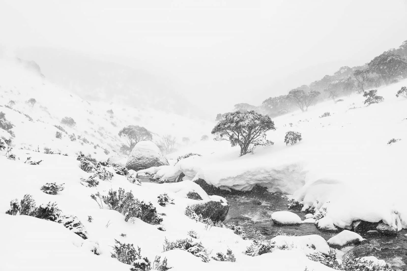 Australian Blizzard' by Charles Davis