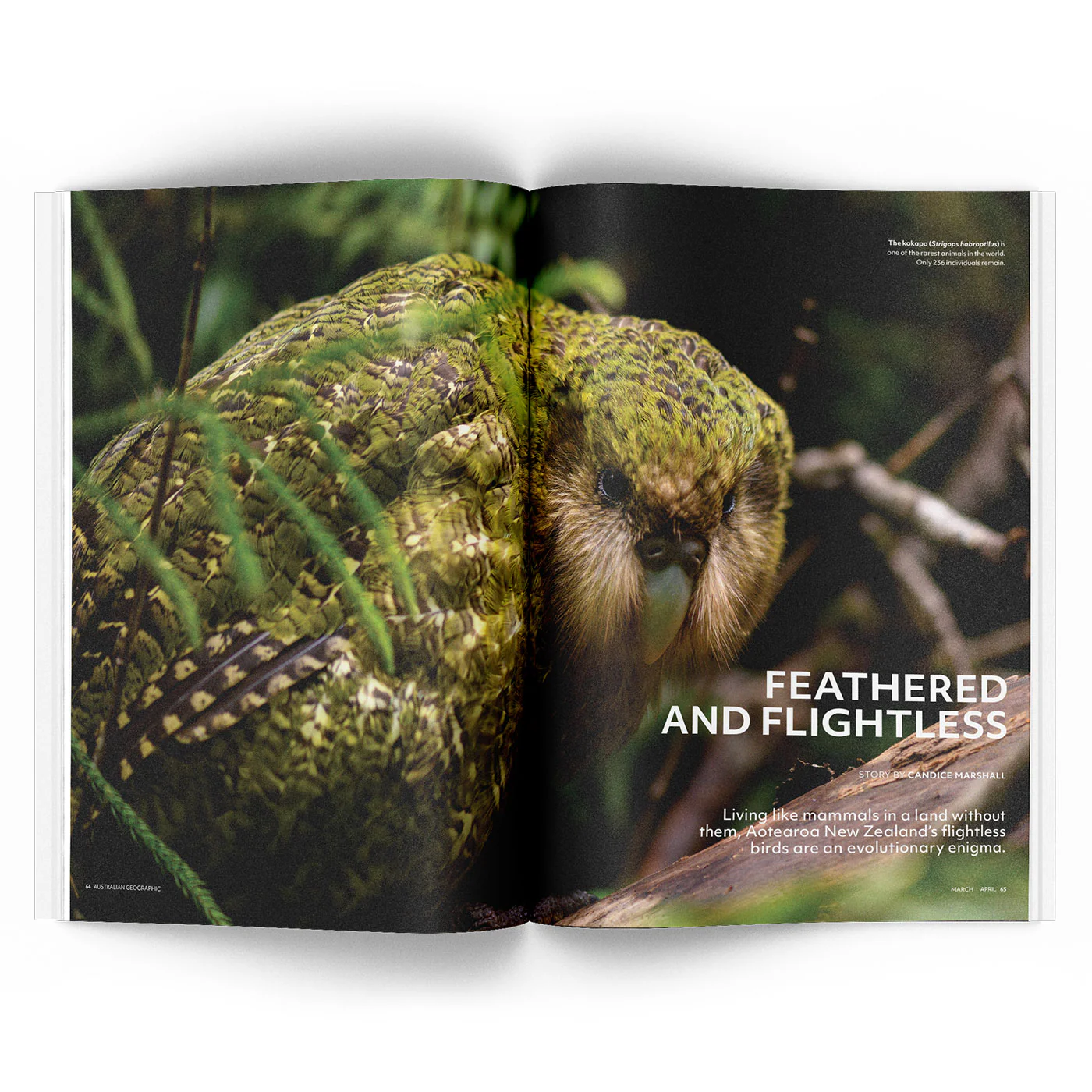 Australian Geographic Magazine - Issue 191 - Mar/Apr 2026 - Image 3