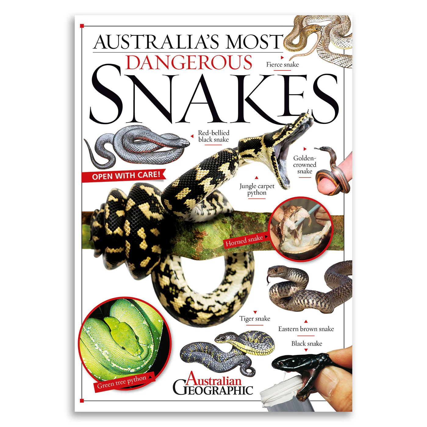 Australia's Most Dangerous Snakes