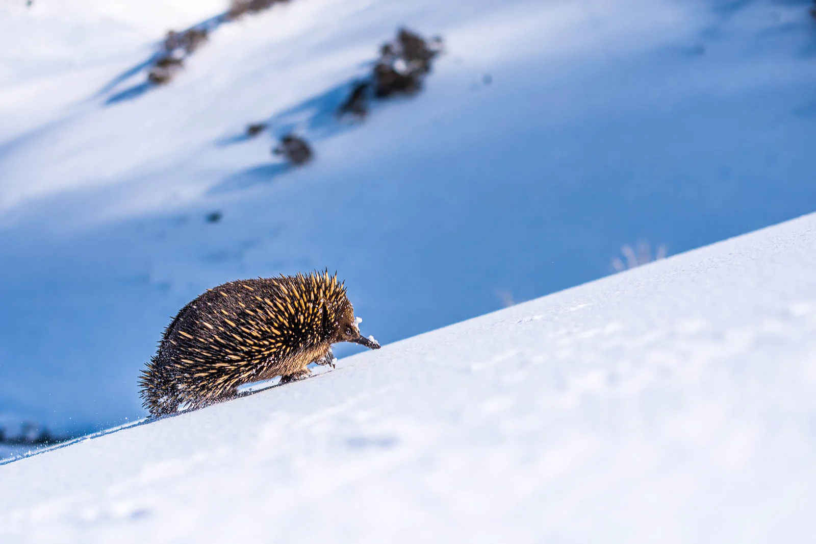 Big Hill, Little Legs' by Charles Davis