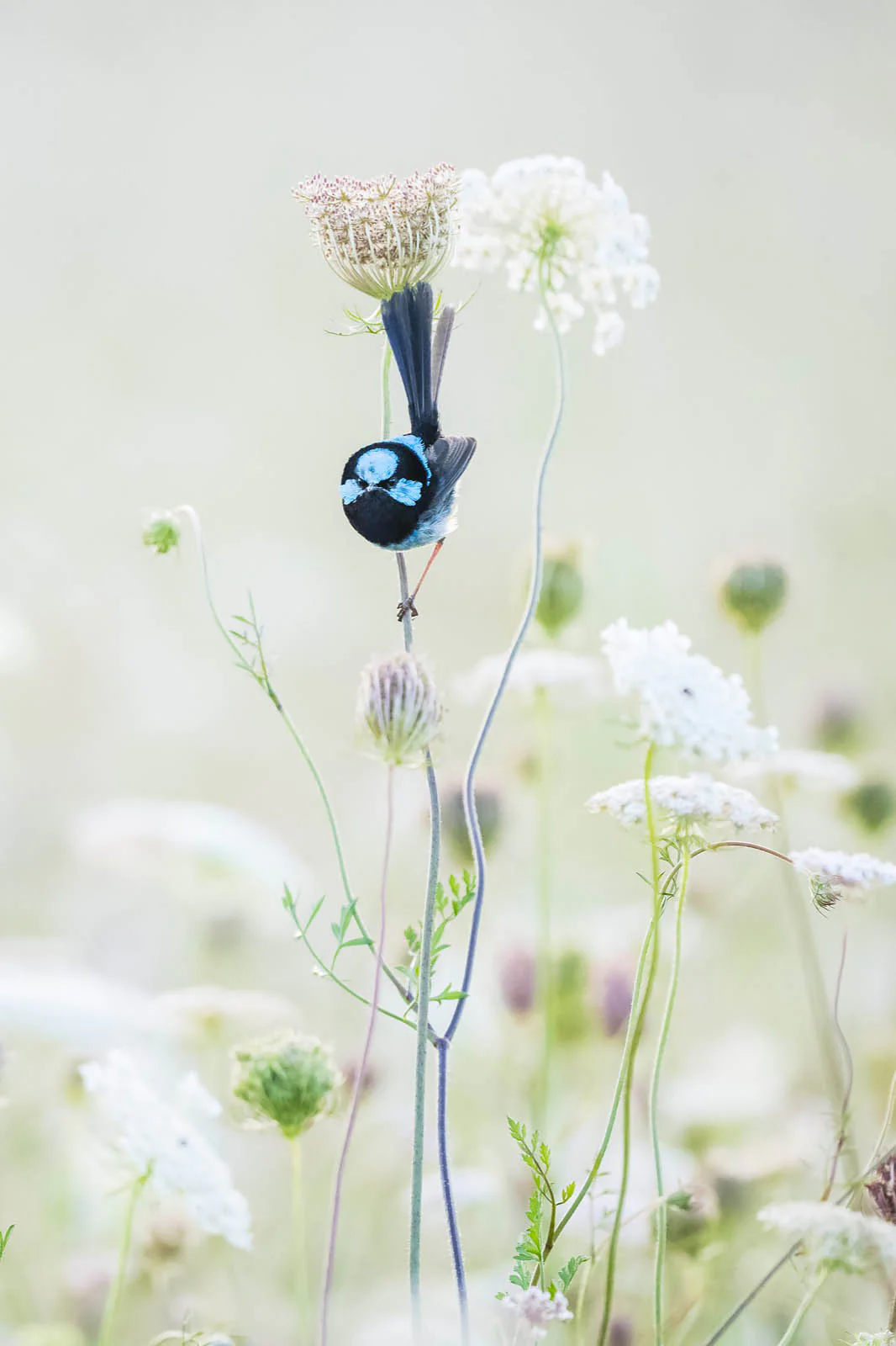 Blue Flower' by Charles Davis