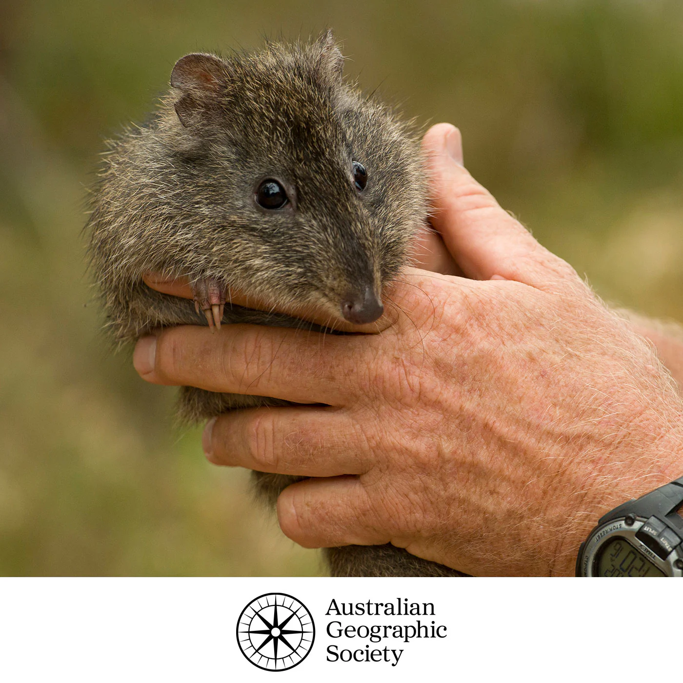 Australian Geographic Society - Make a Donation - Image 5