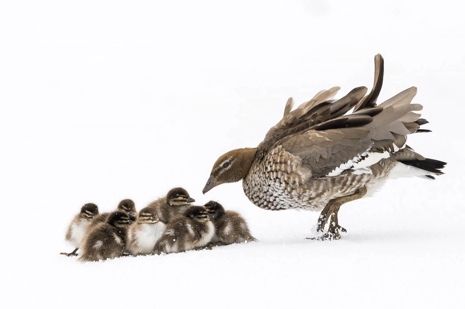 Duckling Huddle' by Charles Davis