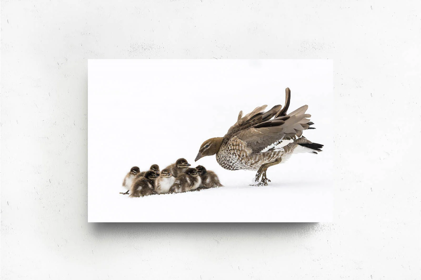 Duckling Huddle' by Charles Davis - Image 2