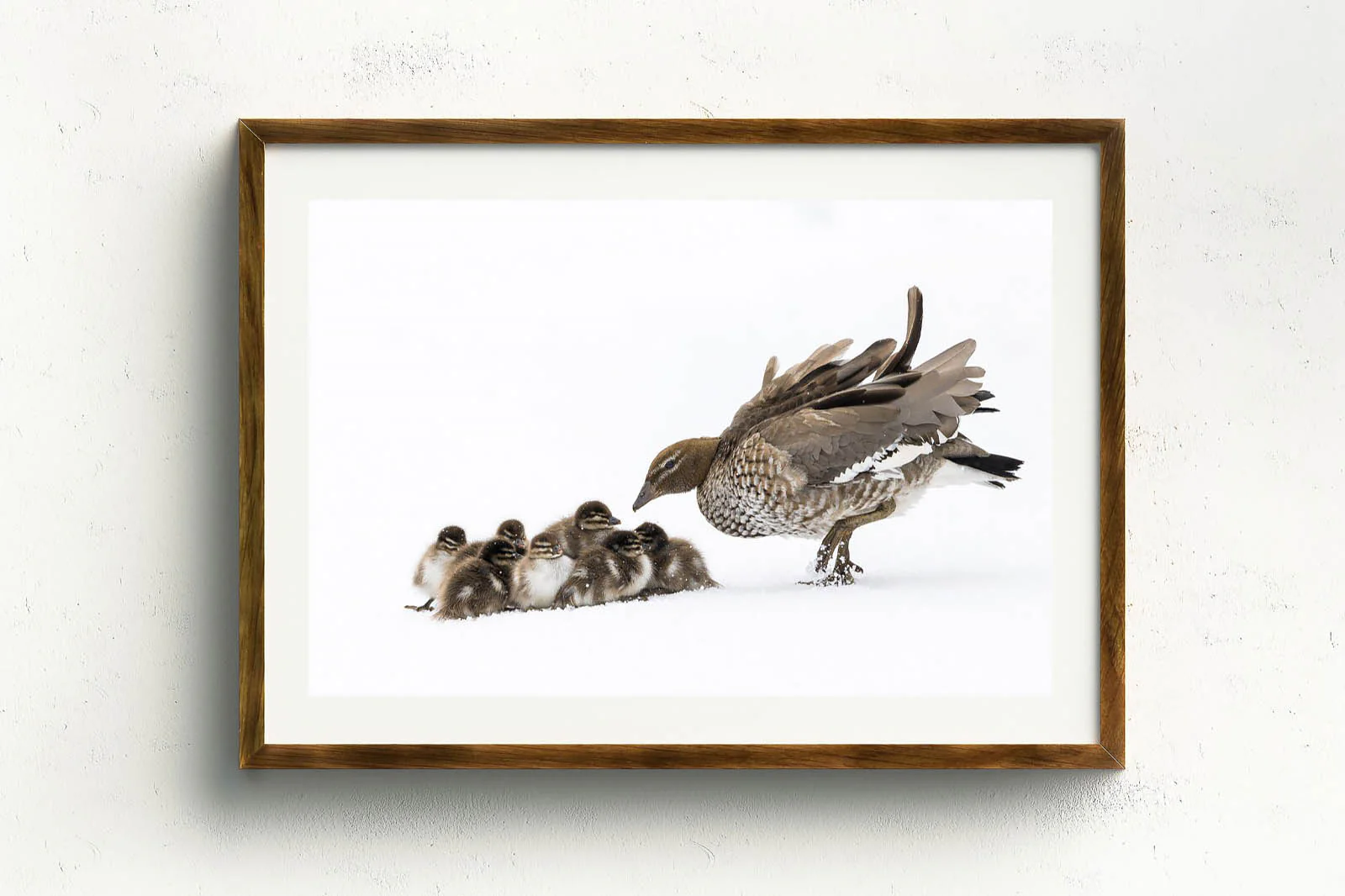 Duckling Huddle' by Charles Davis - Image 3