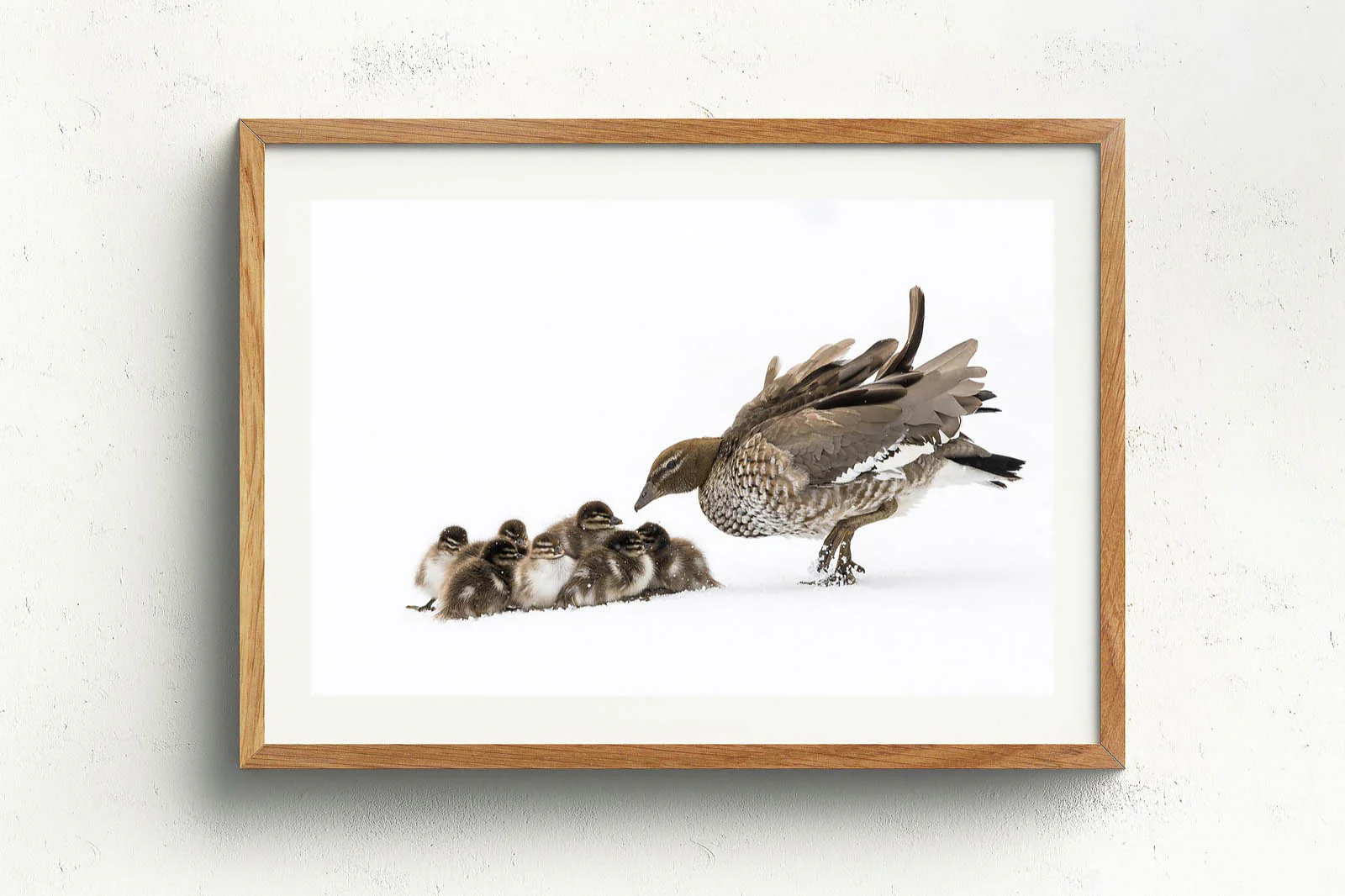 Duckling Huddle' by Charles Davis - Image 4