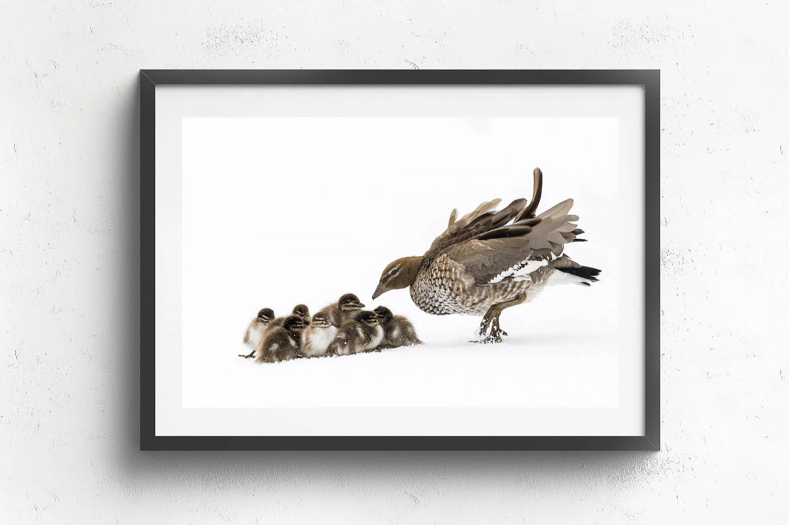 Duckling Huddle' by Charles Davis - Image 5