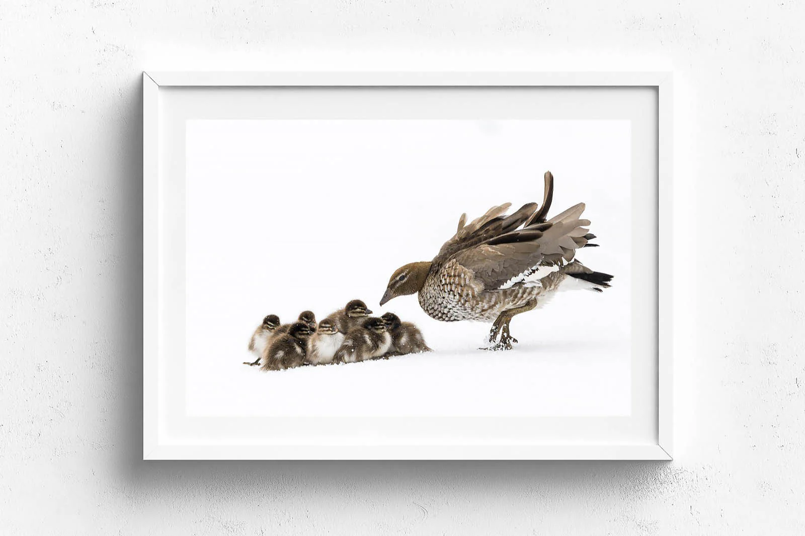 Duckling Huddle' by Charles Davis - Image 6