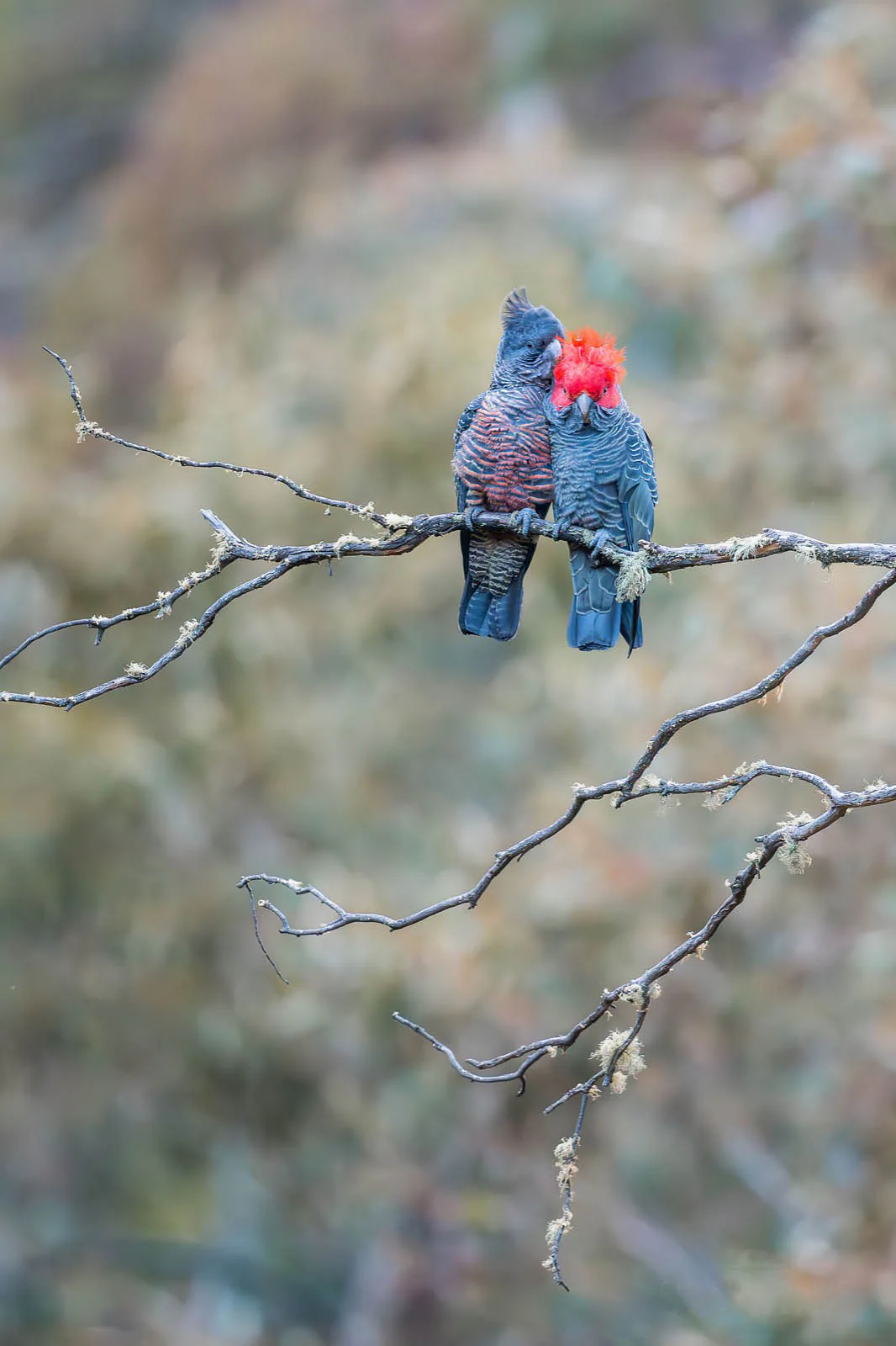 Gang Gang Couple' by Charles Davis