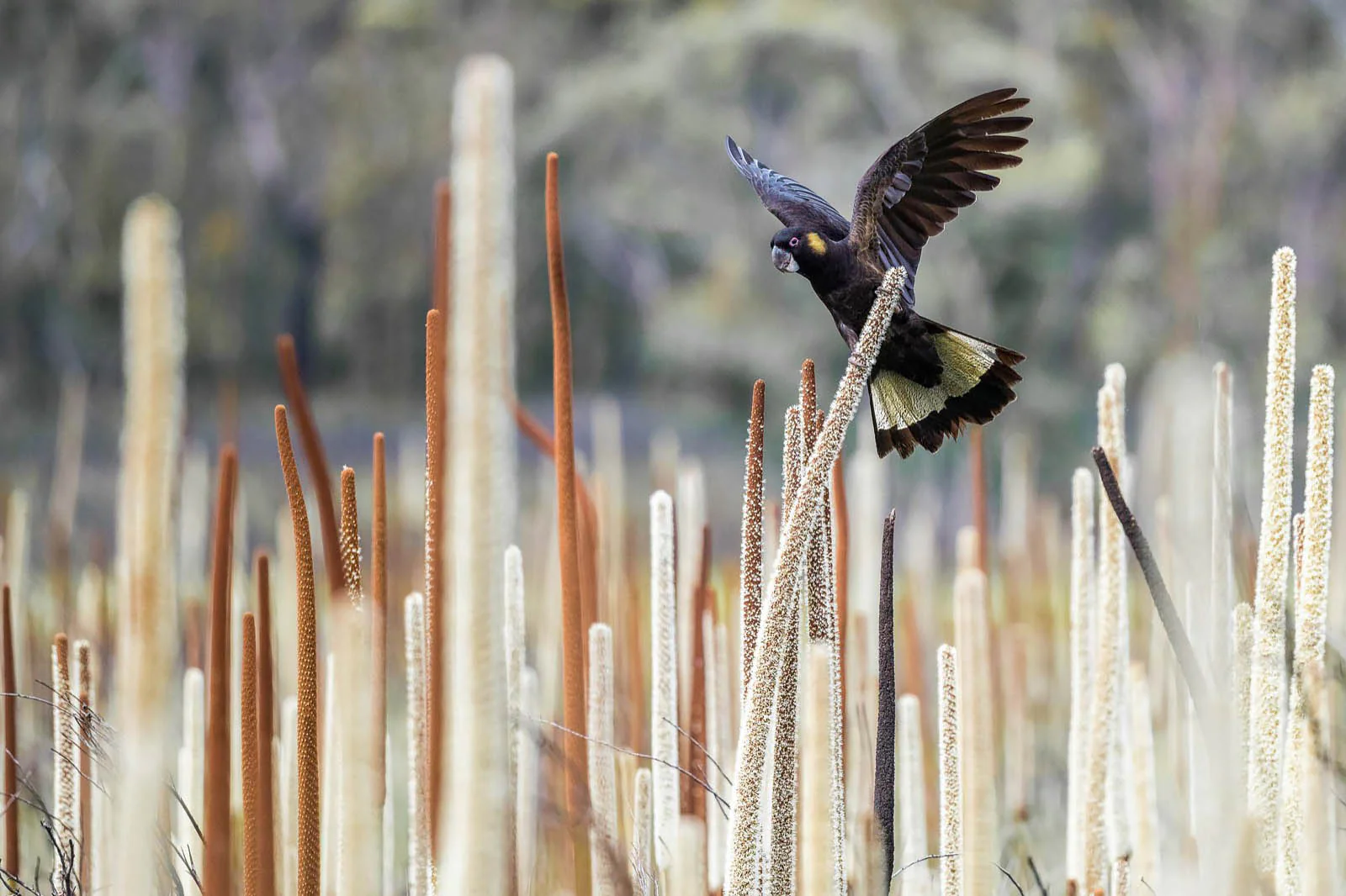 Grass Tree Spirit' by Charles Davis