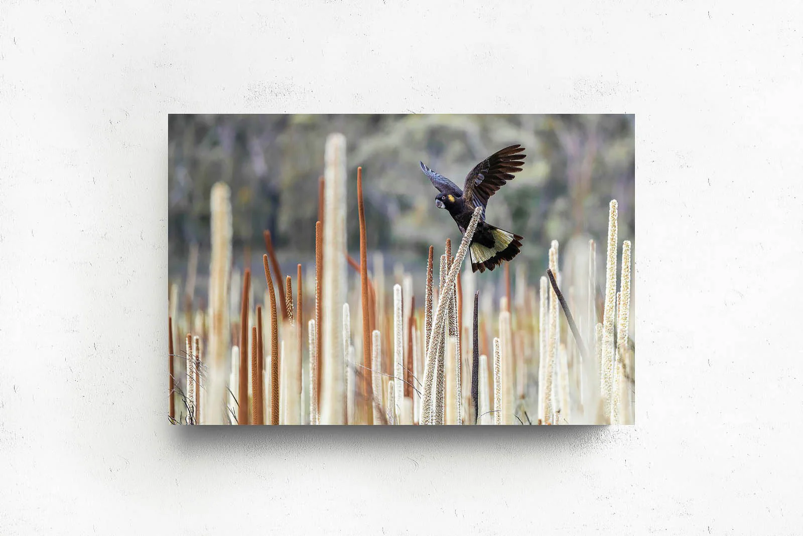 Grass Tree Spirit' by Charles Davis - Image 2