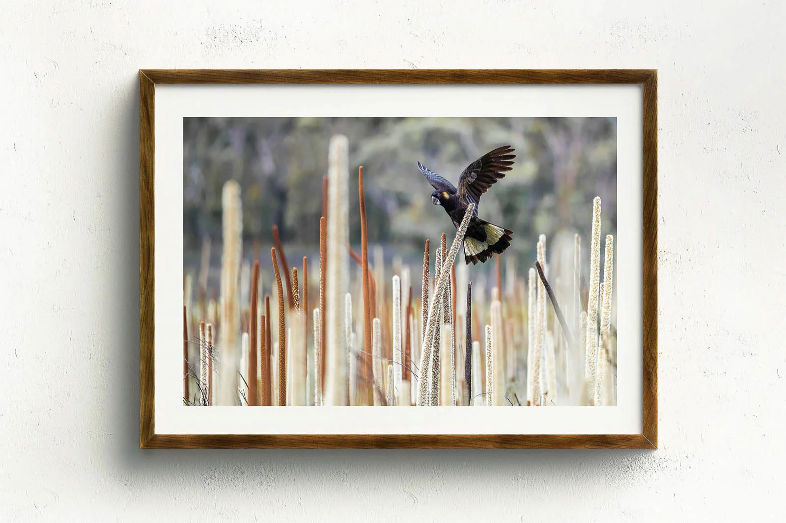 Grass Tree Spirit' by Charles Davis - Image 3