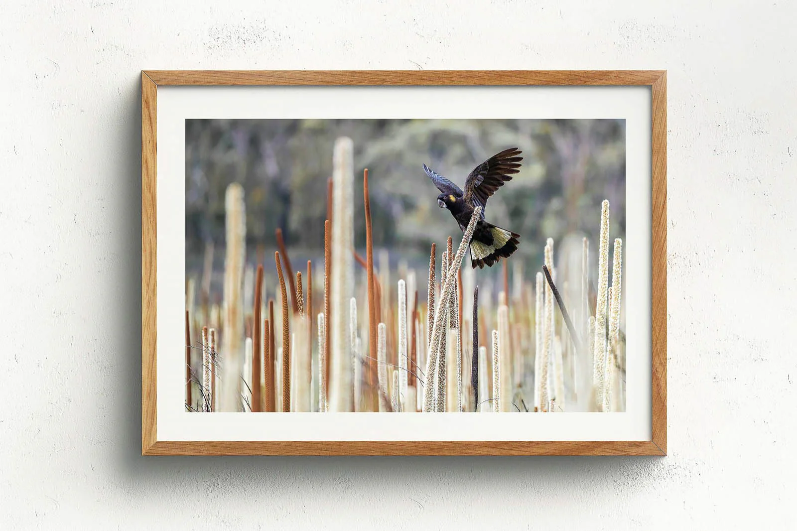 Grass Tree Spirit' by Charles Davis - Image 4
