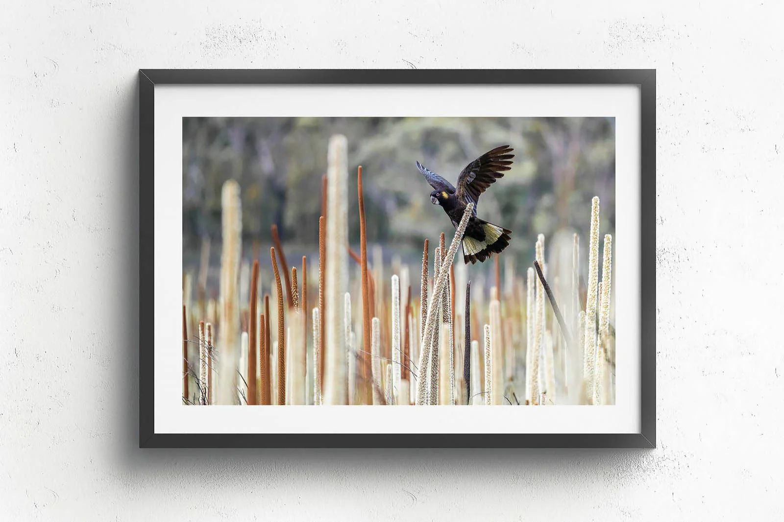 Grass Tree Spirit' by Charles Davis - Image 5