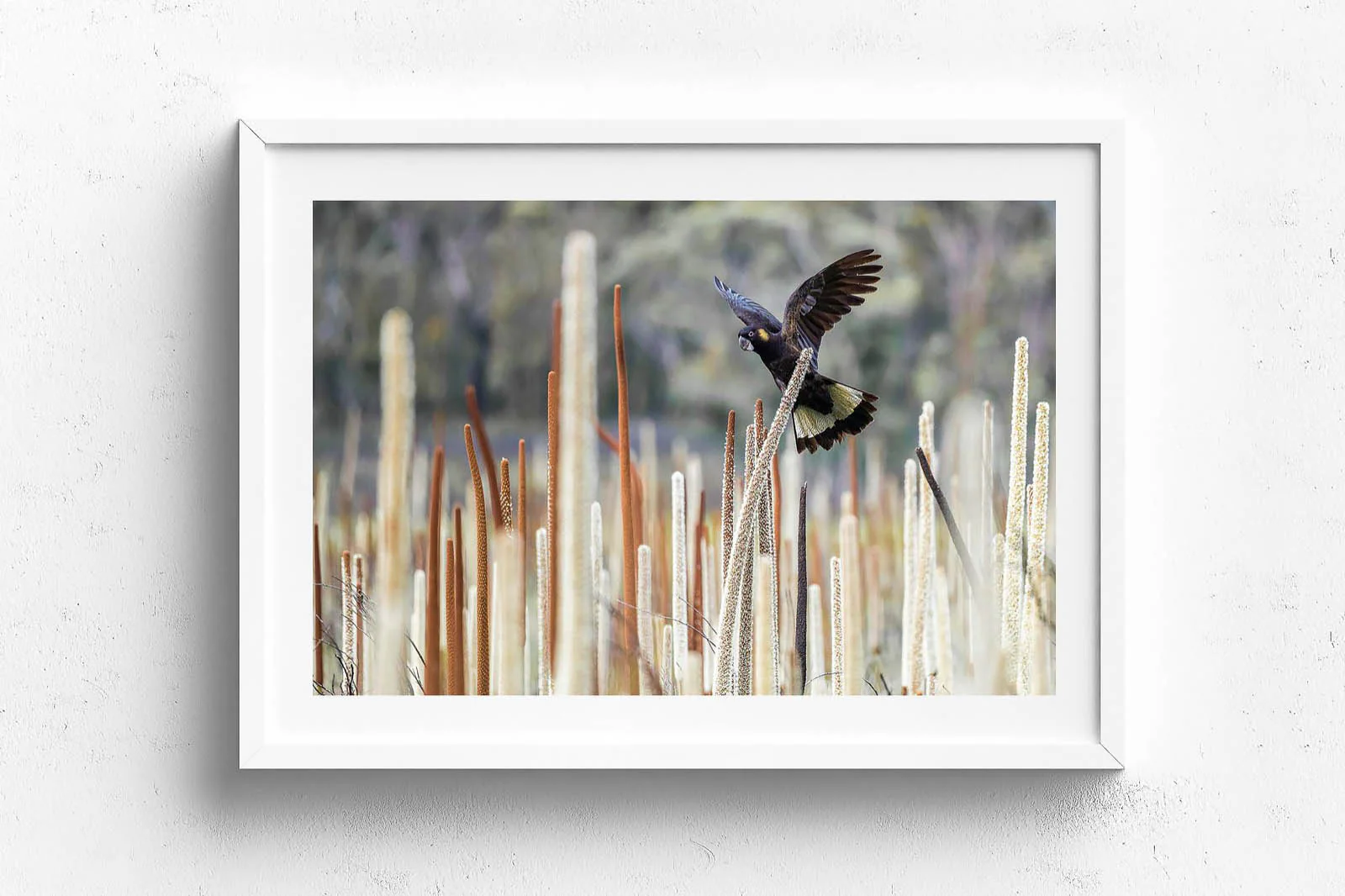 Grass Tree Spirit' by Charles Davis - Image 6