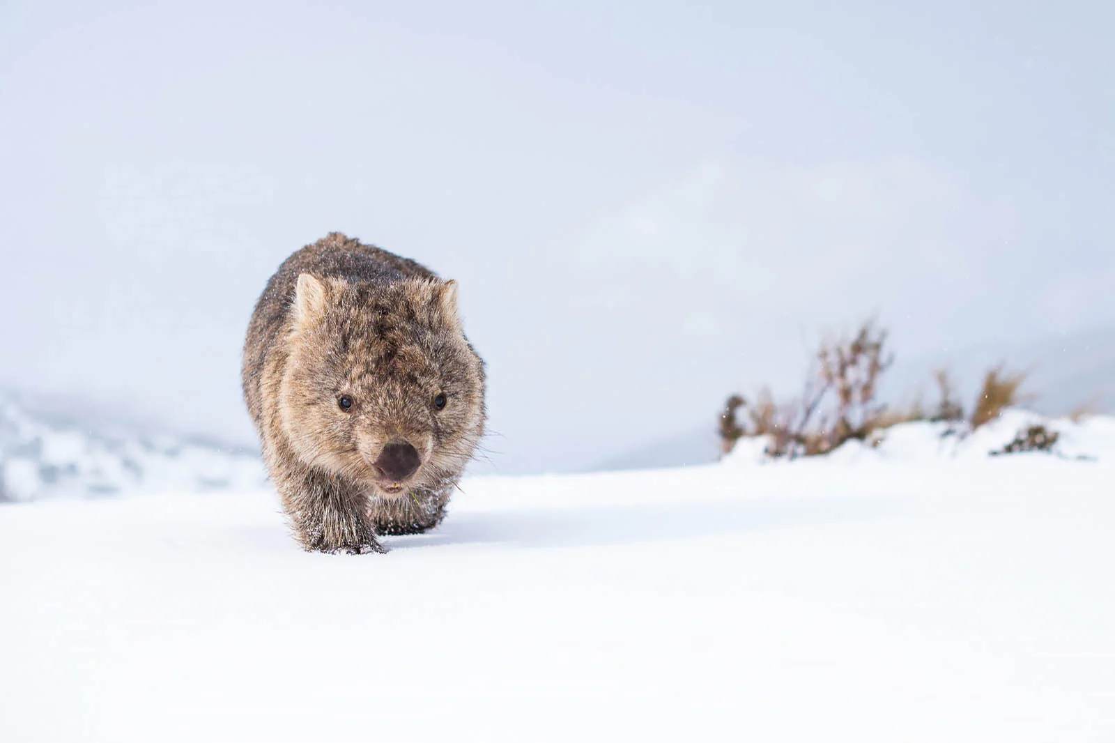 Guthega Wombat 2' by Charles Davis