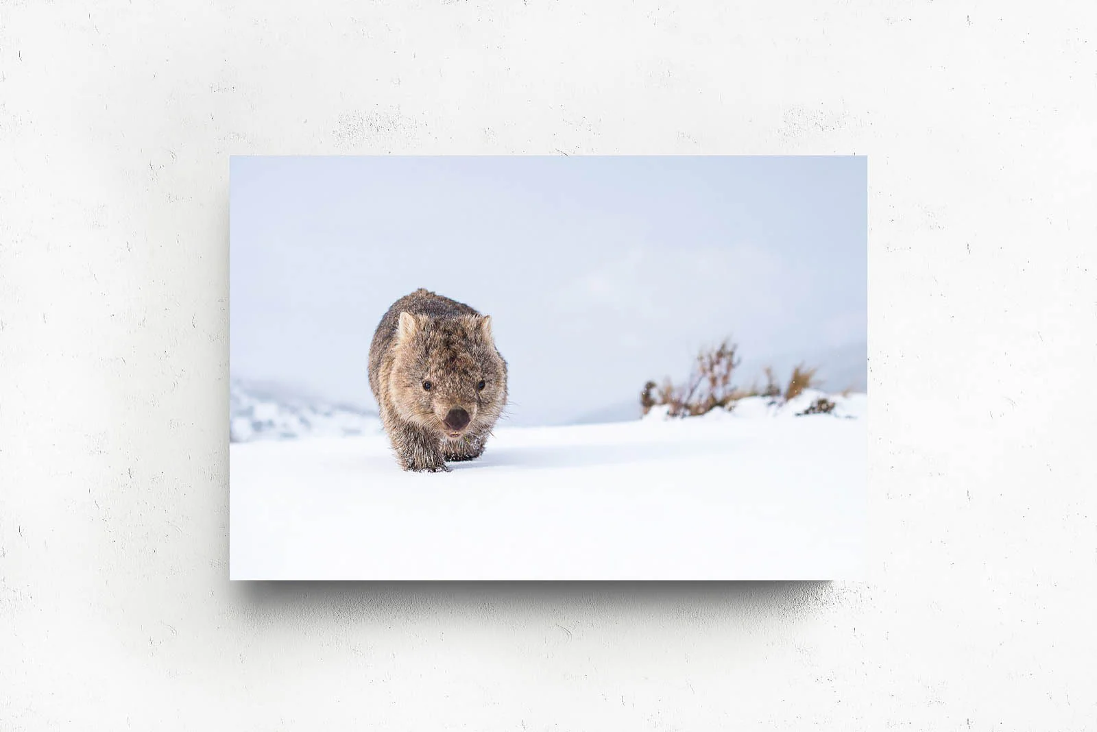 Guthega Wombat 2' by Charles Davis - Image 2