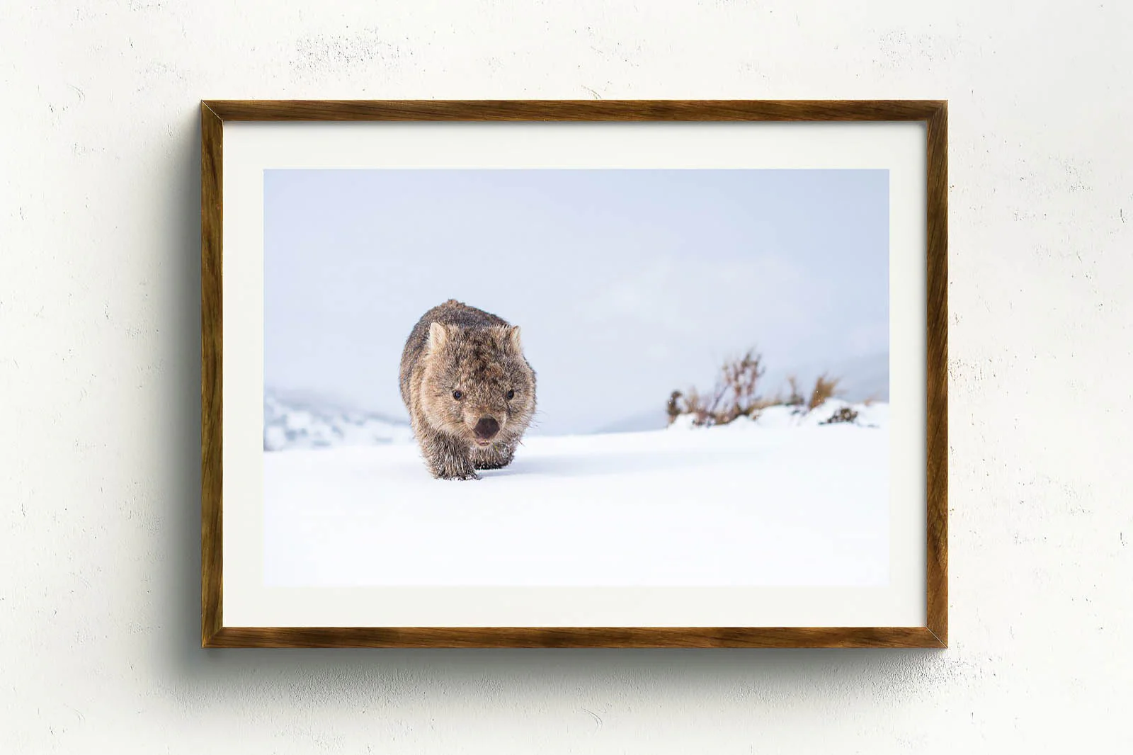 Guthega Wombat 2' by Charles Davis - Image 3