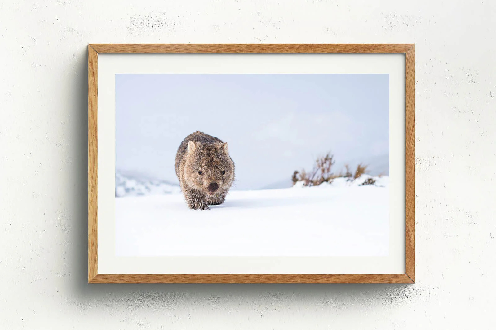 Guthega Wombat 2' by Charles Davis - Image 4