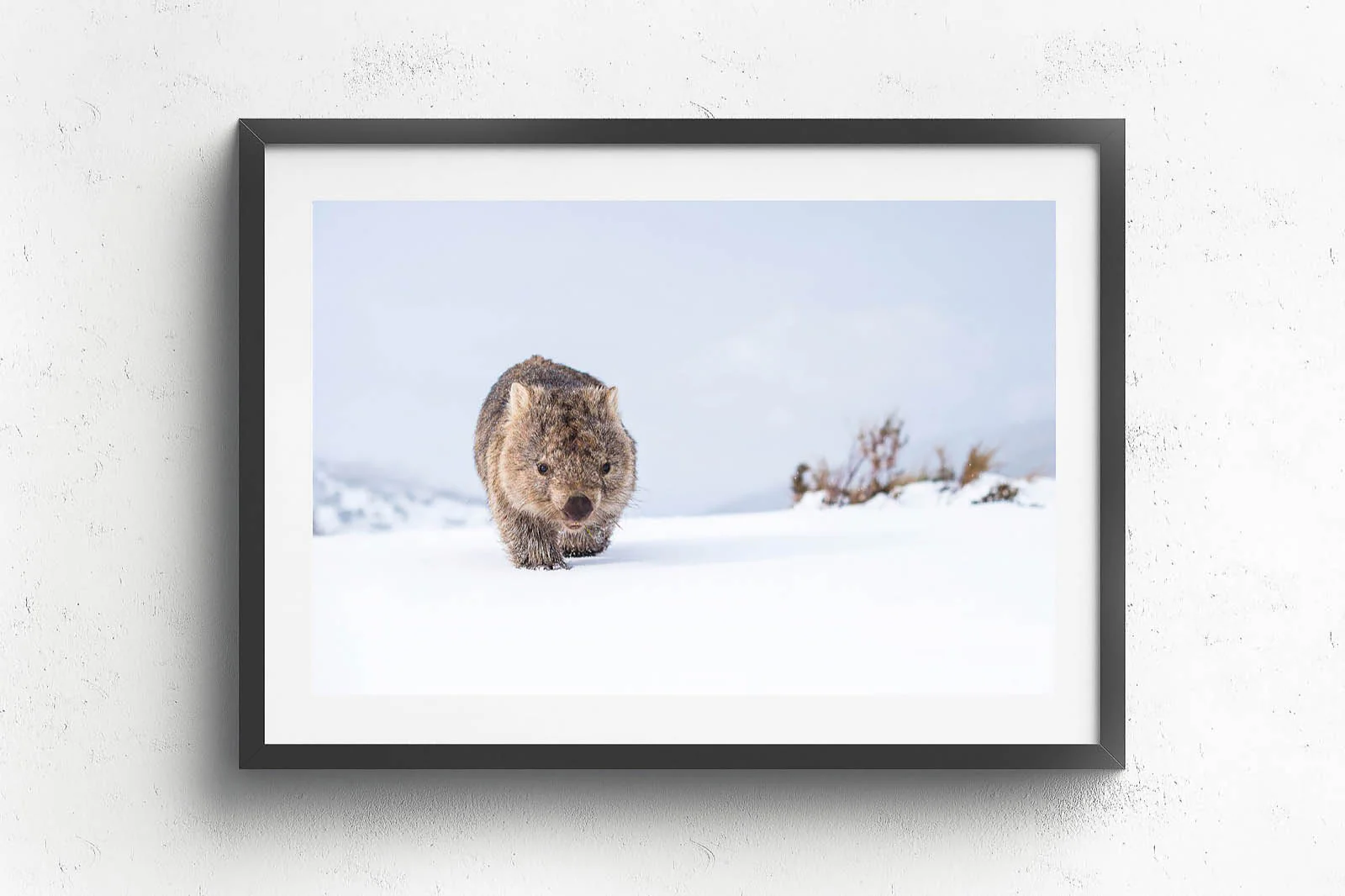 Guthega Wombat 2' by Charles Davis - Image 5