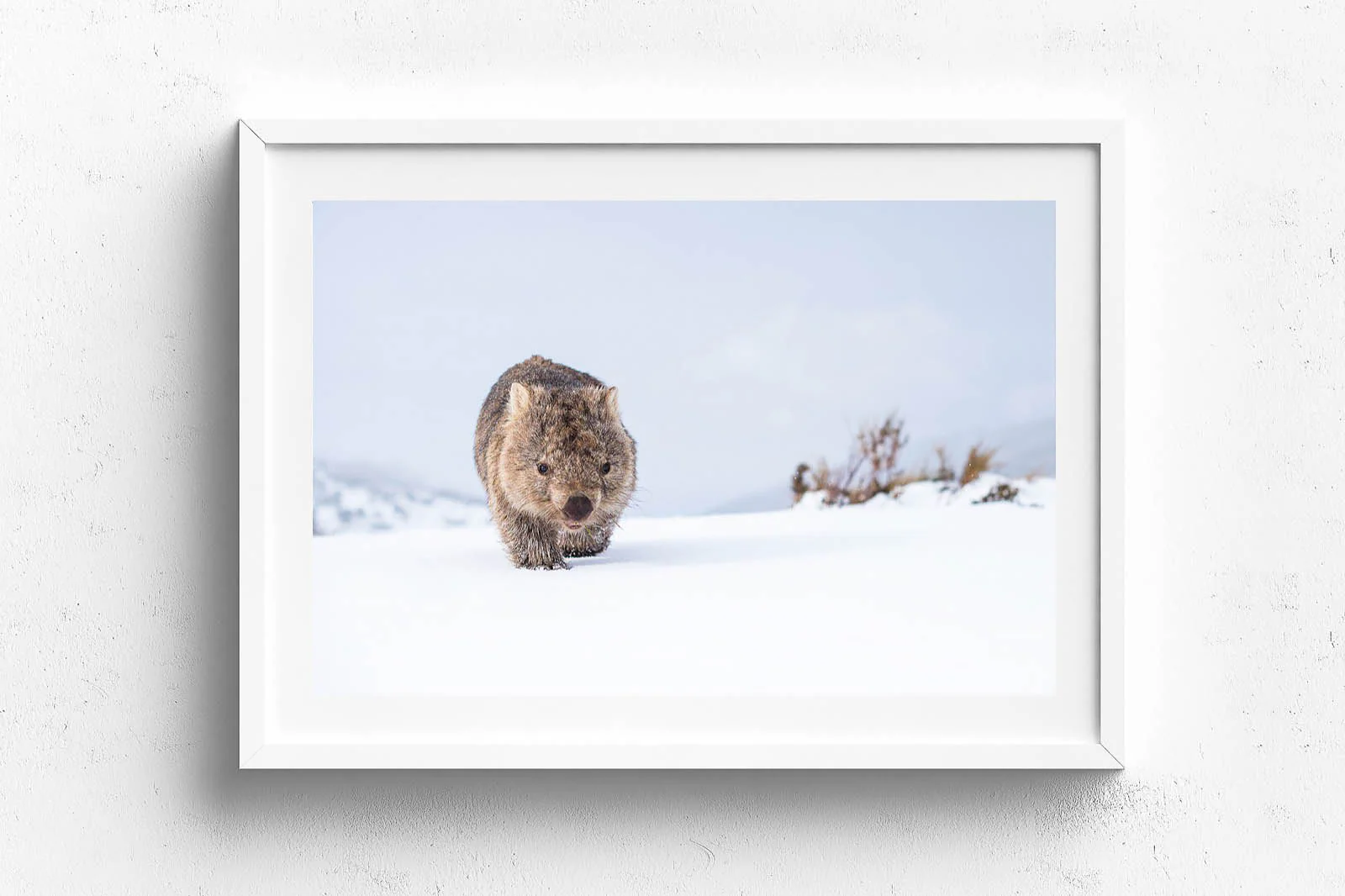 Guthega Wombat 2' by Charles Davis - Image 6