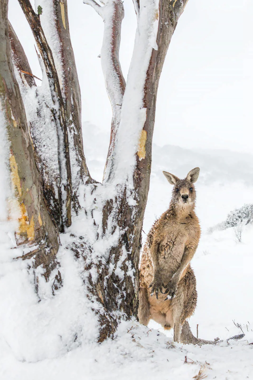 Peekaboo' by Charles Davis