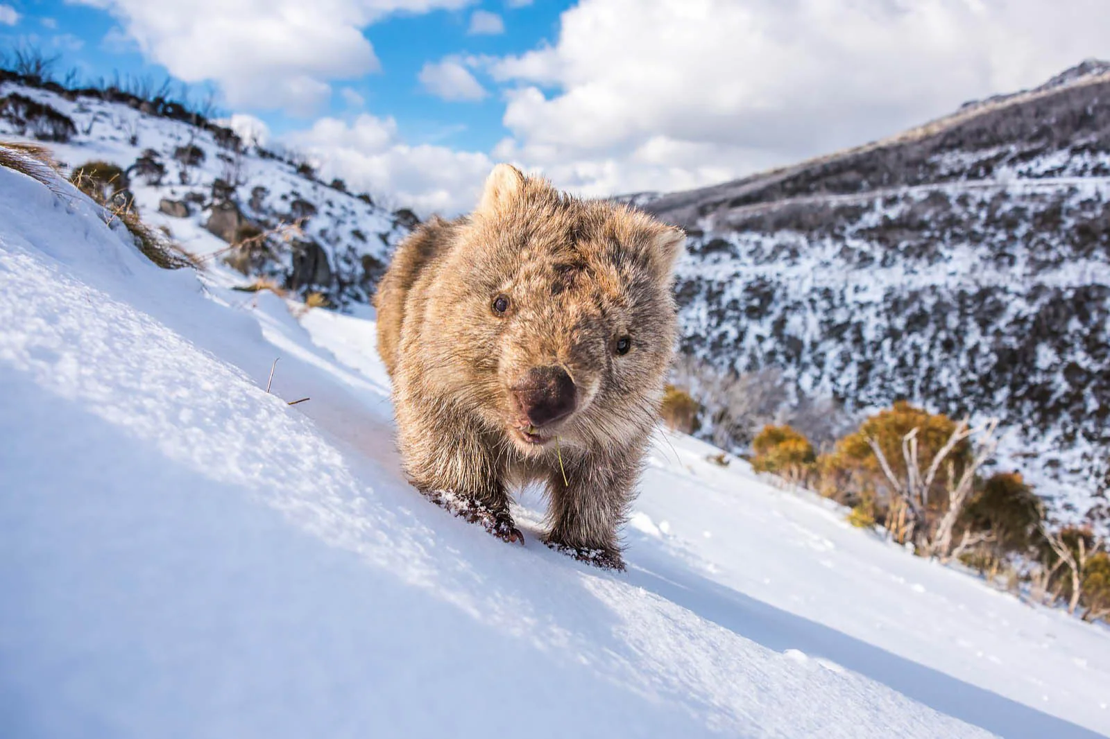 Sunny Wombat Smiles' by Charles Davis