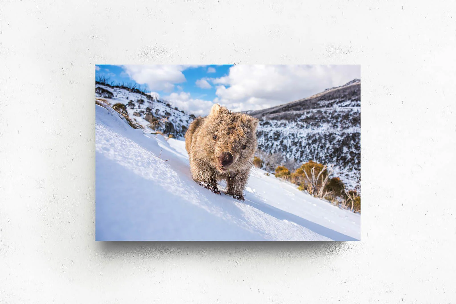 Sunny Wombat Smiles' by Charles Davis - Image 2