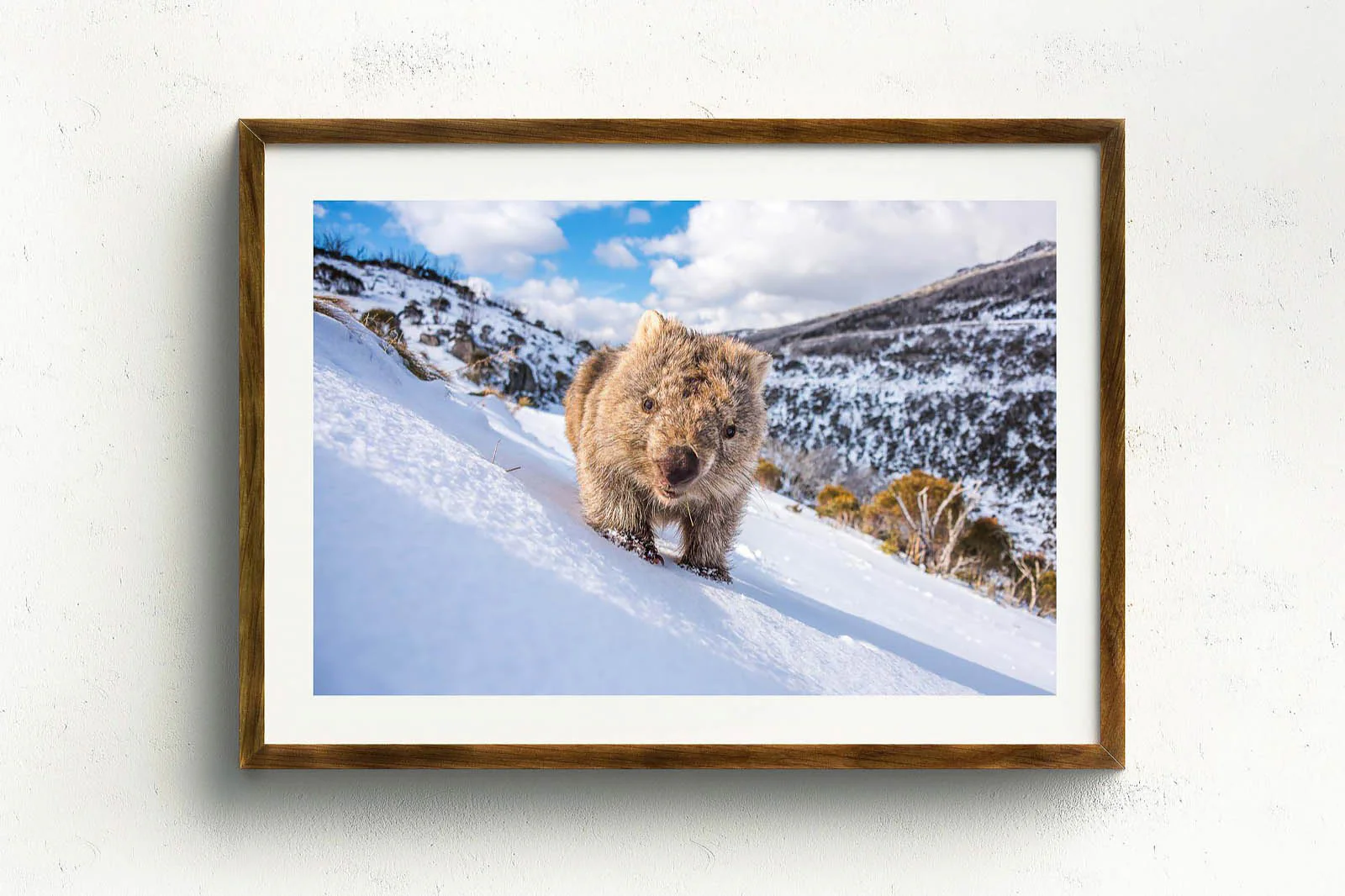 Sunny Wombat Smiles' by Charles Davis - Image 3