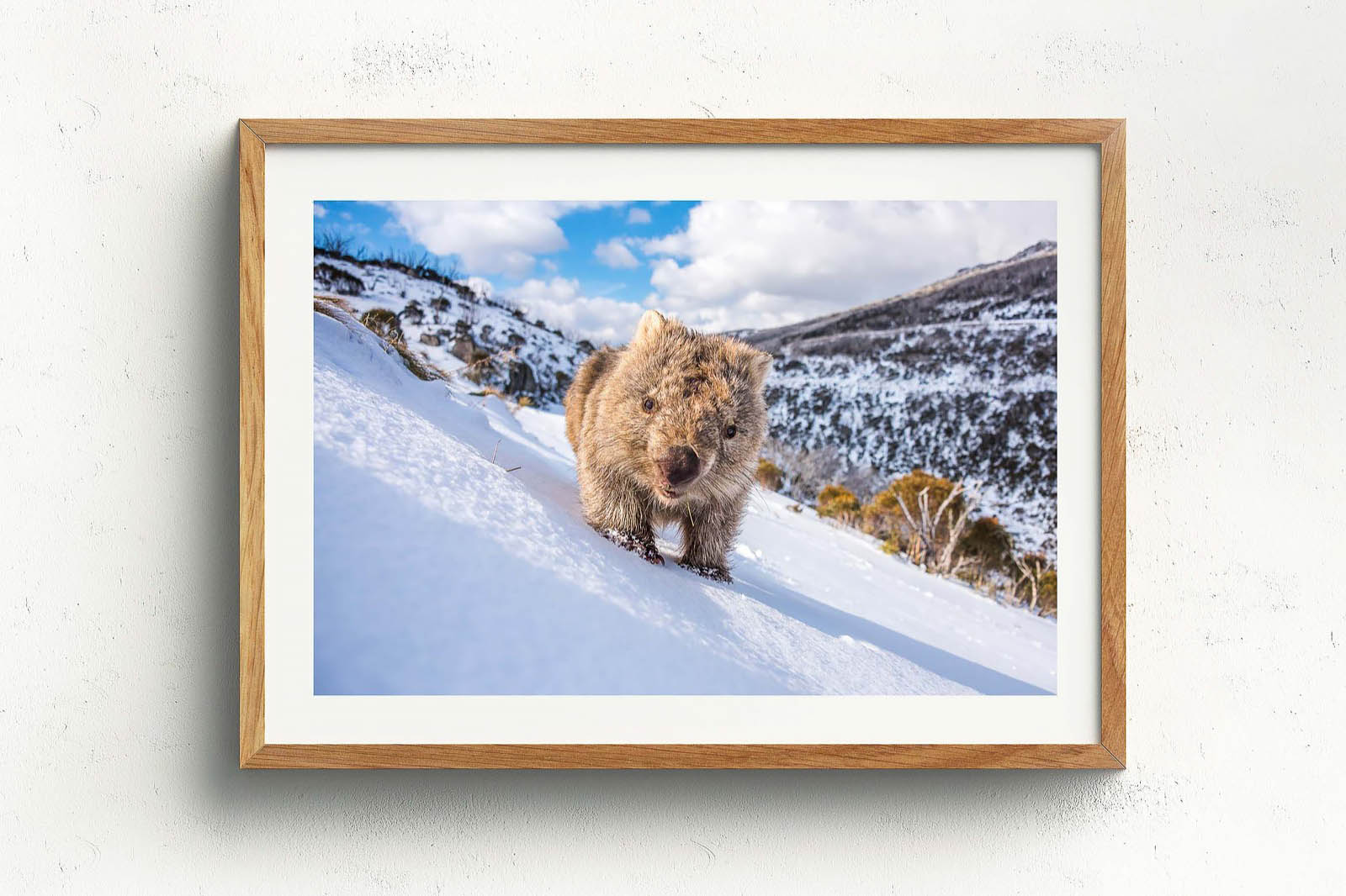 Sunny Wombat Smiles' by Charles Davis - Image 4