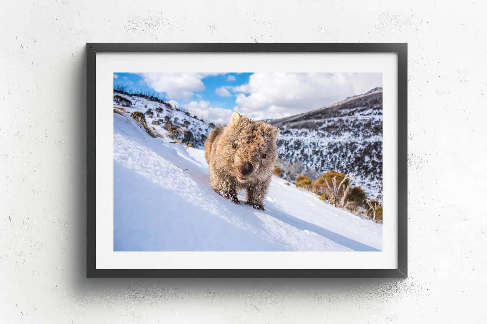 Sunny Wombat Smiles' by Charles Davis - Image 5