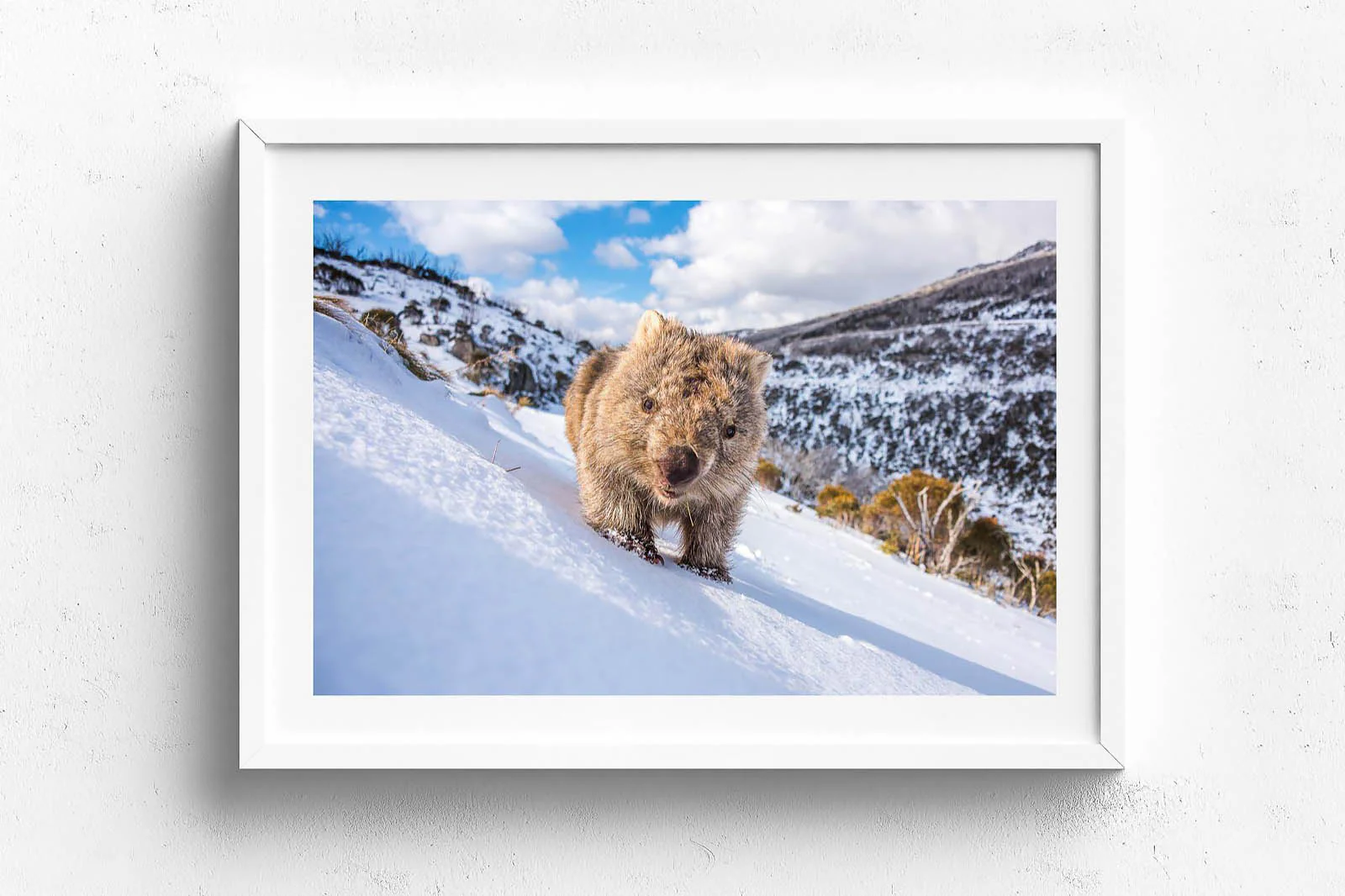 Sunny Wombat Smiles' by Charles Davis - Image 6